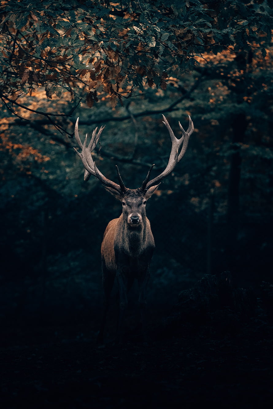 Majestic Red Deer Stag With Large Antlers Standing In A Dark Misty Forest HD phone wallpaper