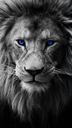 Majestic Lion Portrait With Striking Blue Eyes In Black And White HD phone wallpaper