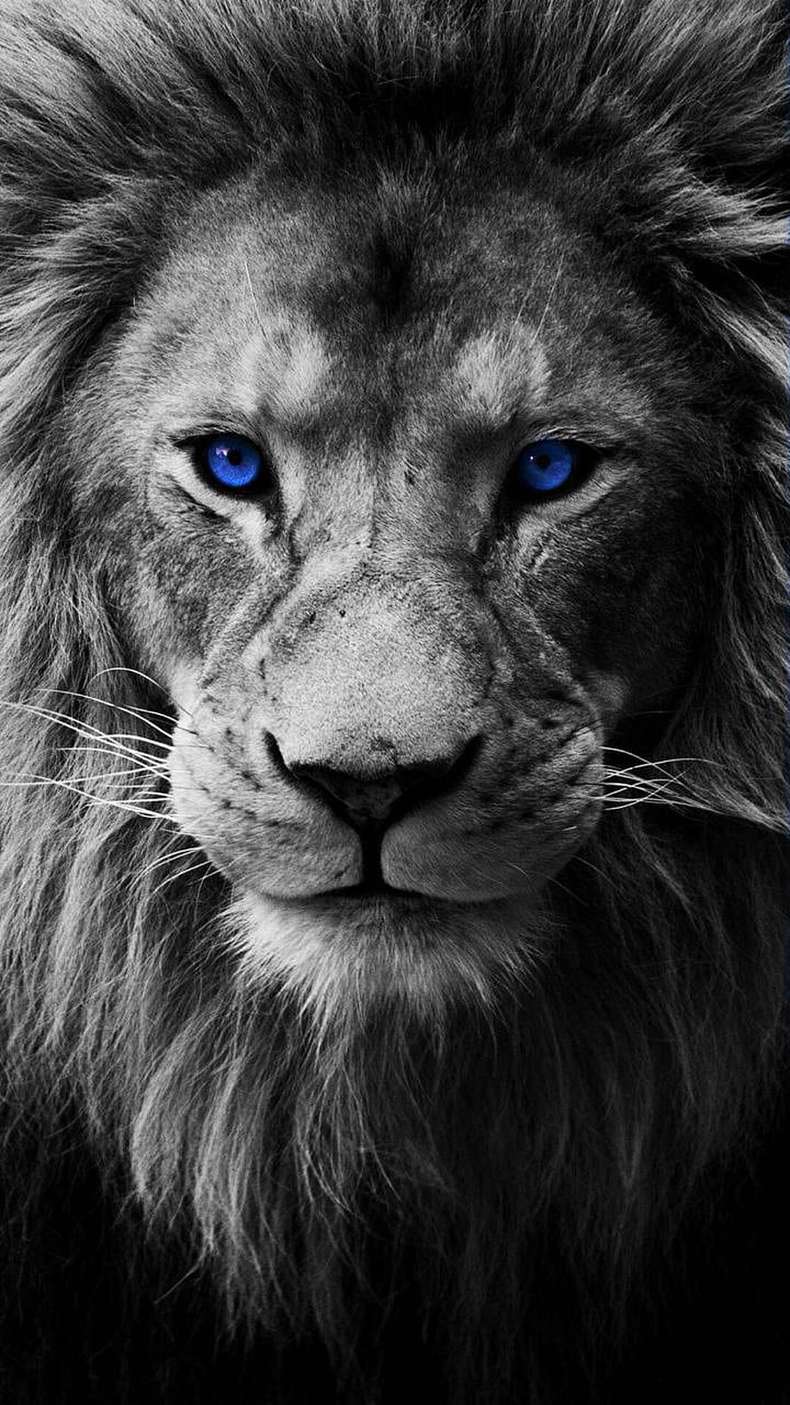 Majestic Lion Portrait With Striking Blue Eyes In Black And White HD phone wallpaper