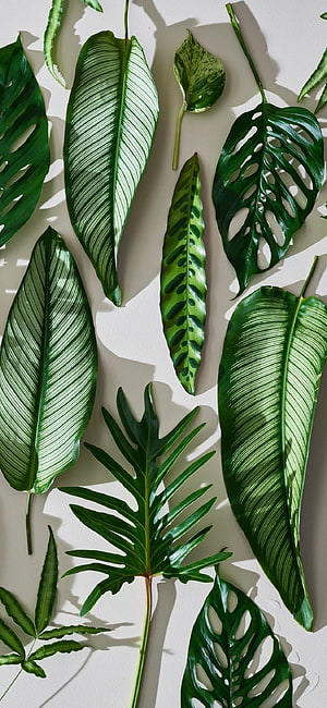 Tropical Houseplant Leaf Arrangement on White Background HD phone wallpaper