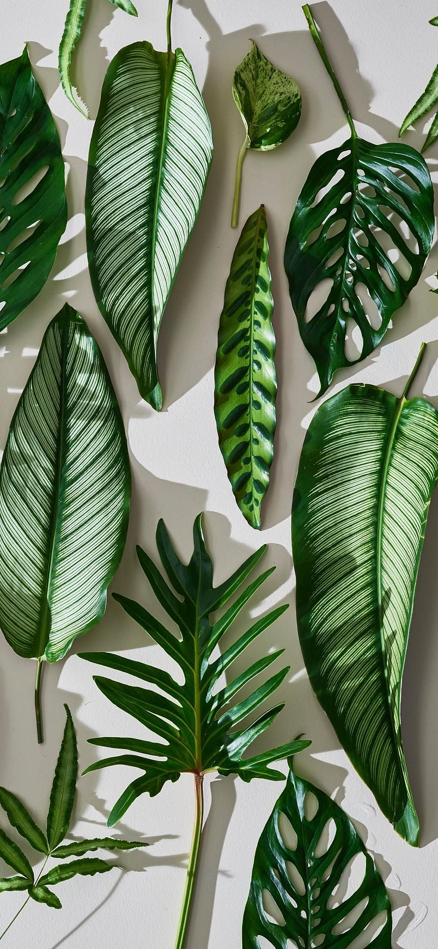 Tropical Houseplant Leaf Arrangement on White Background HD phone wallpaper