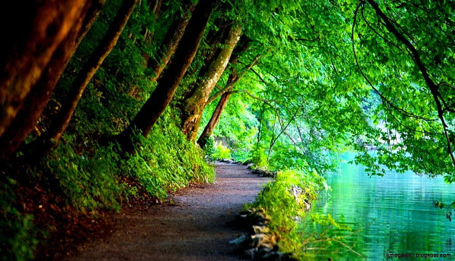 Serene Forest Trail Along a Turquoise Lake with Lush Green Canopy HD wallpaper