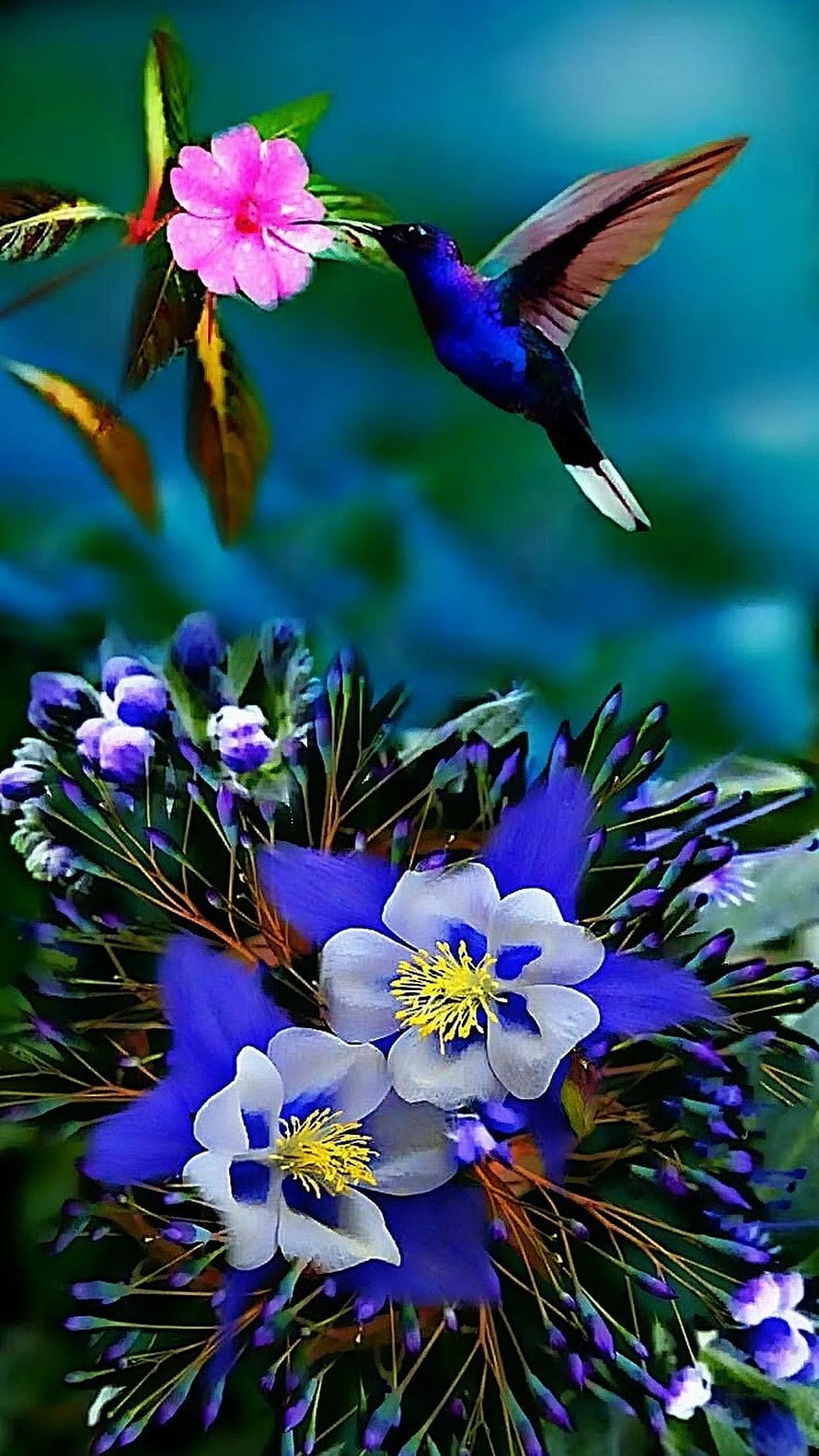 Vibrant Blue Hummingbird Feeding on Pink Flower Amidst Purple Blooms HD phone wallpaper