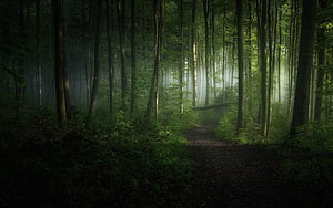 Mystical Forest Path With Sunbeams Piercing Through Misty Trees HD wallpaper