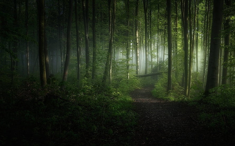 Mystical Forest Path With Sunbeams Piercing Through Misty Trees HD wallpaper
