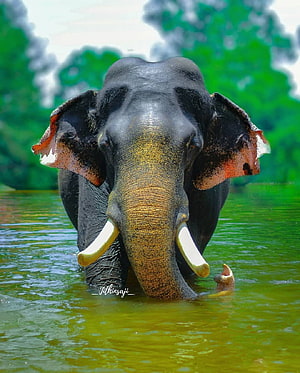 Majestic Asian Elephant with Tusks Standing in Green Water, Kerala Wildlife Portrait HD phone wallpaper