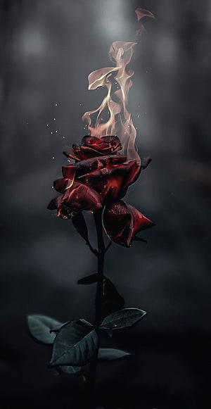 Dark Crimson Rose Enveloped in Rising Flames Against a Moody Black Background HD phone wallpaper