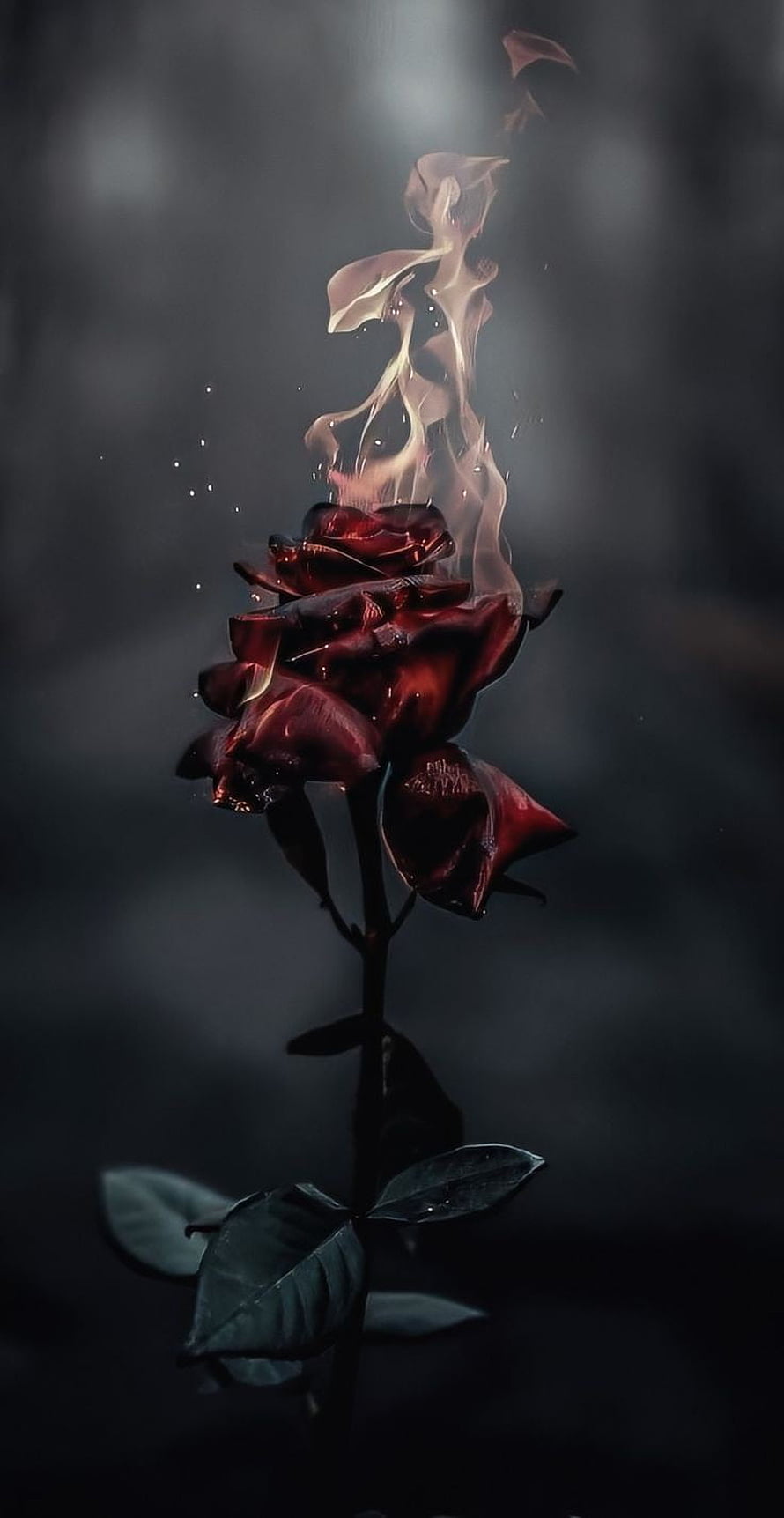 Dark Crimson Rose Enveloped in Rising Flames Against a Moody Black Background HD phone wallpaper