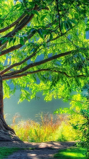 Serene Lake View Through Vibrant Green Tree Branches and Sunlit Path HD phone wallpaper