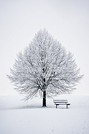Minimalist Winter Scene Featuring a Snow-Covered Tree and Park Bench in a White Landscape HD phone wallpaper