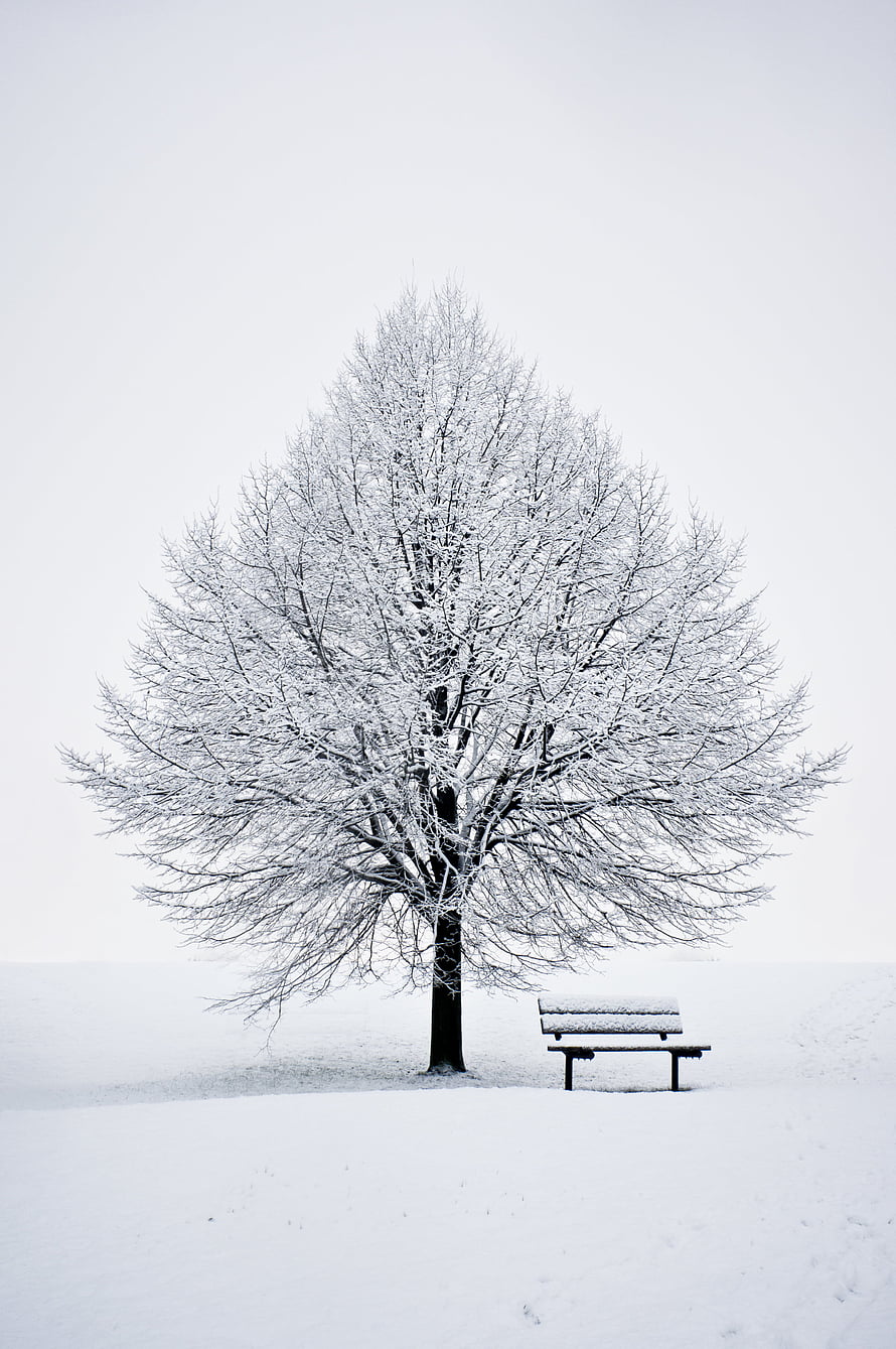 Minimalist Winter Scene Featuring a Snow-Covered Tree and Park Bench in a White Landscape HD phone wallpaper