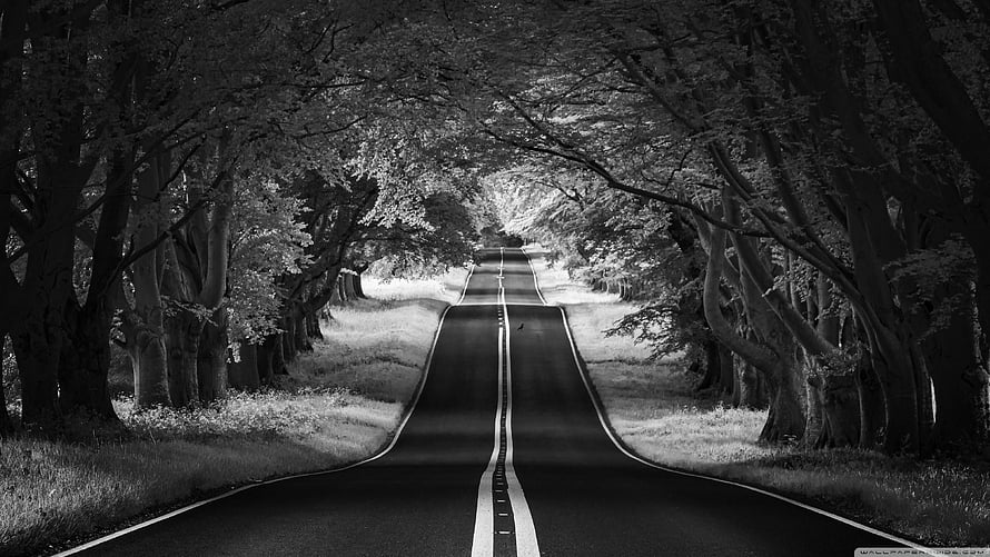 Black And White Photo Of A Long Road Surrounded By Trees HD wallpaper