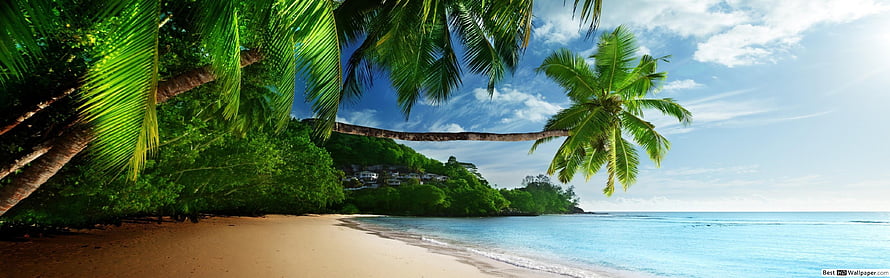 Tropical Beach Panorama With Lush Palm Trees And Turquoise Ocean Water HD wallpaper