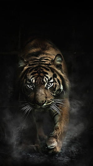 Majestic Tiger Walking Through Dark Mist With Intense Fierce Gaze HD phone wallpaper