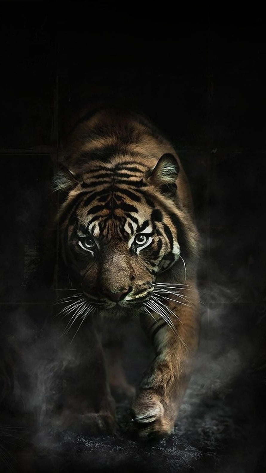 Majestic Tiger Walking Through Dark Mist With Intense Fierce Gaze HD phone wallpaper