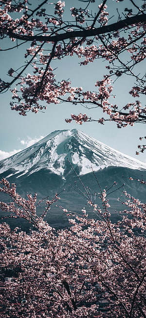 Mount Fuji Snow-Capped Peak Framed by Pink Cherry Blossoms in Spring HD phone wallpaper