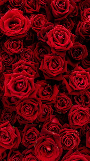 Dense Cluster of Deep Red Roses with Dark Grunge Aesthetic HD phone wallpaper
