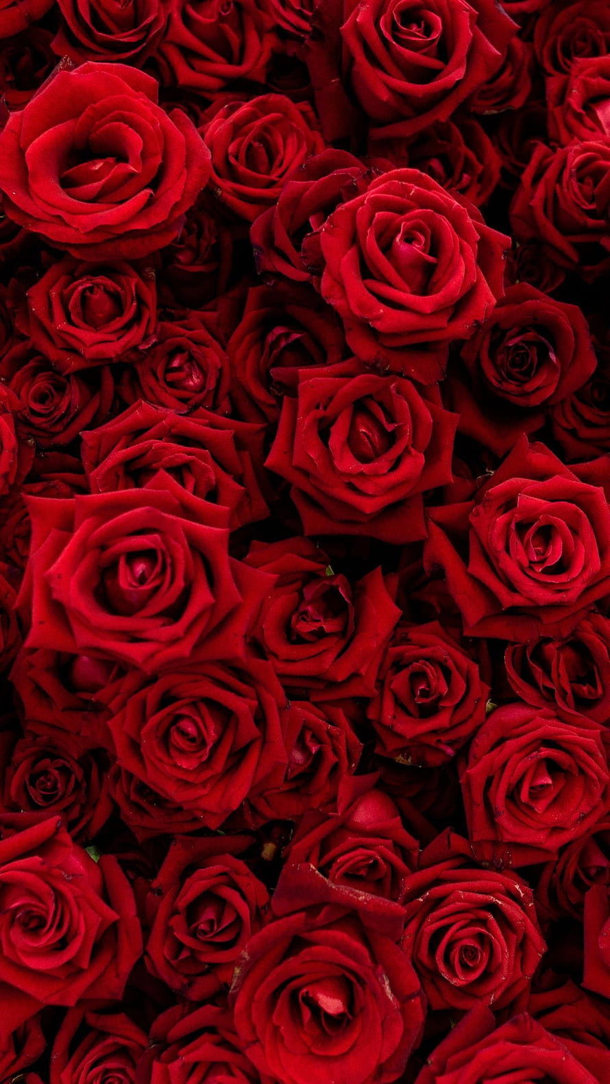 Dense Cluster of Deep Red Roses with Dark Grunge Aesthetic HD phone wallpaper