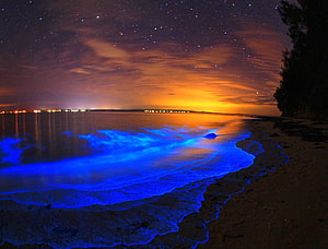 Bioluminescent Bay Beach at Night with Glowing Blue Waves and Starry Sky HD wallpaper