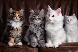 Four fluffy kittens with distinct coat patterns sitting together on a brown leather sofa HD wallpaper