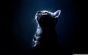 Dramatic Black Cat Silhouette Looking Up in Dark Blue Light HD wallpaper