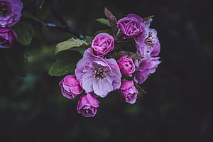 Vibrant Pink Flowering Crabapple Blossoms on a Dark Garden Branch HD wallpaper