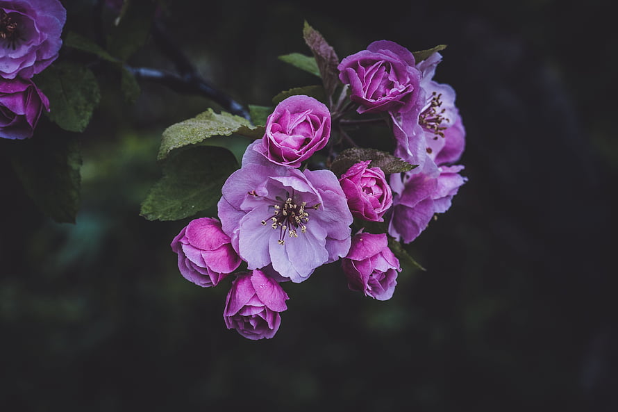 Vibrant Pink Flowering Crabapple Blossoms on a Dark Garden Branch HD wallpaper