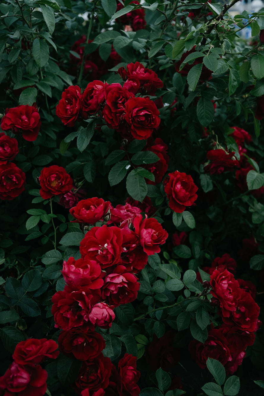 Vibrant Cluster of Deep Red Roses Amidst Lush Dark Green Foliage HD phone wallpaper