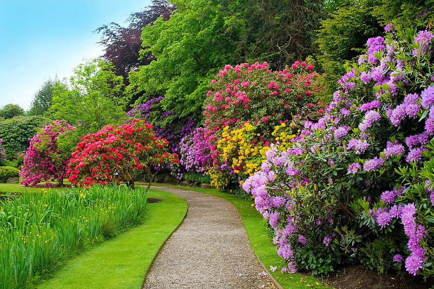 Serene Garden Path Lined with Vibrant Rhododendron Blooms in Spring HD wallpaper