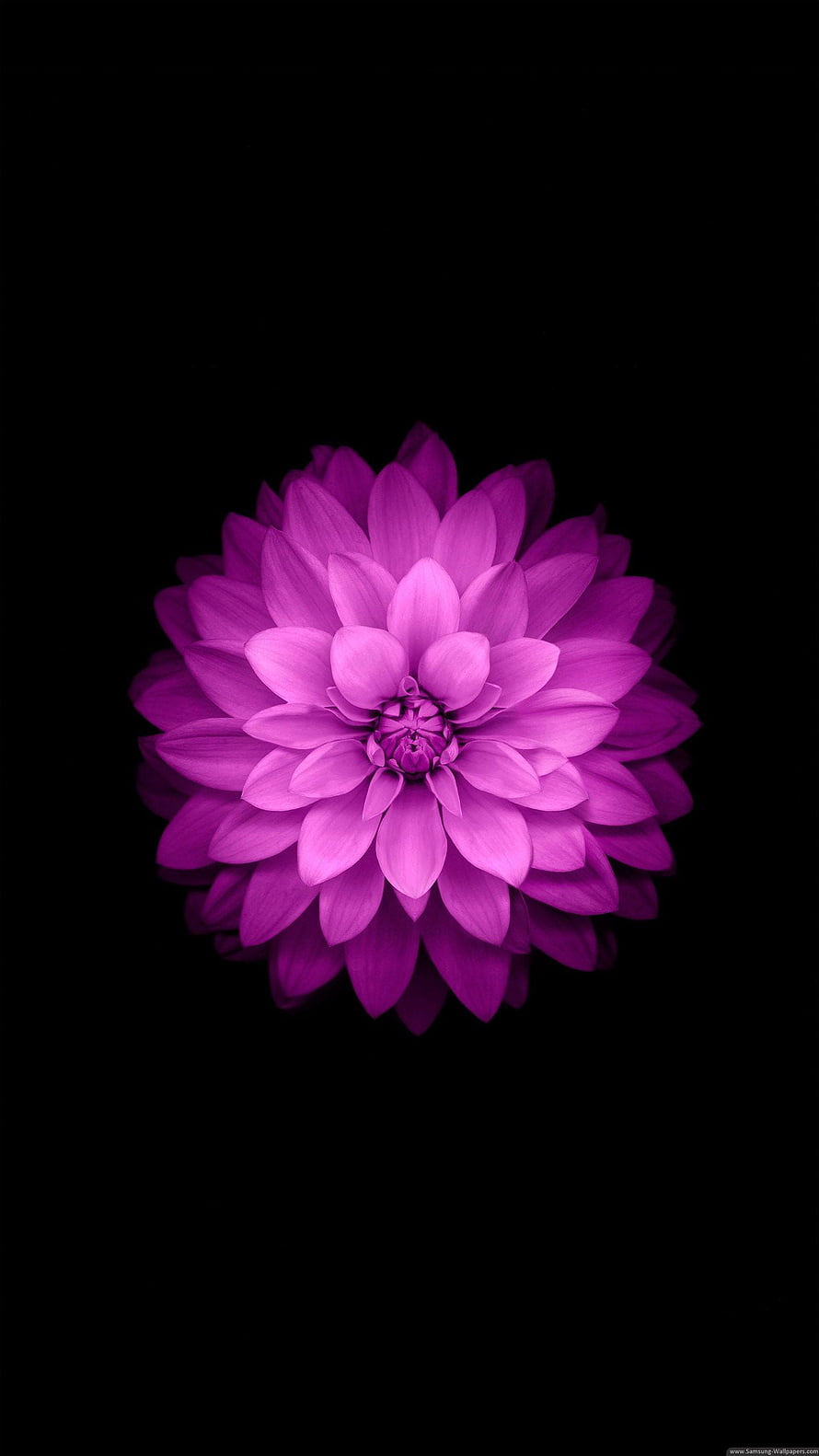 Vibrant Purple Dahlia Flower Isolated on Black Background HD phone wallpaper