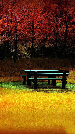 Lone Picnic Table in Golden Autumn Grass with Fiery Red Foliage HD phone wallpaper