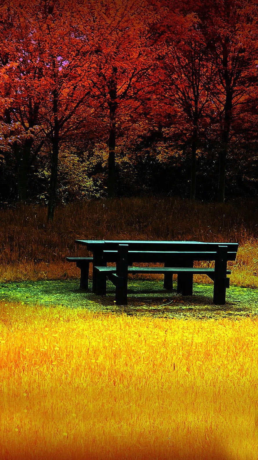 Lone Picnic Table in Golden Autumn Grass with Fiery Red Foliage HD phone wallpaper