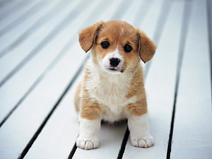 Adorable Corgi Puppy Sitting on White Wooden Deck Planks HD wallpaper