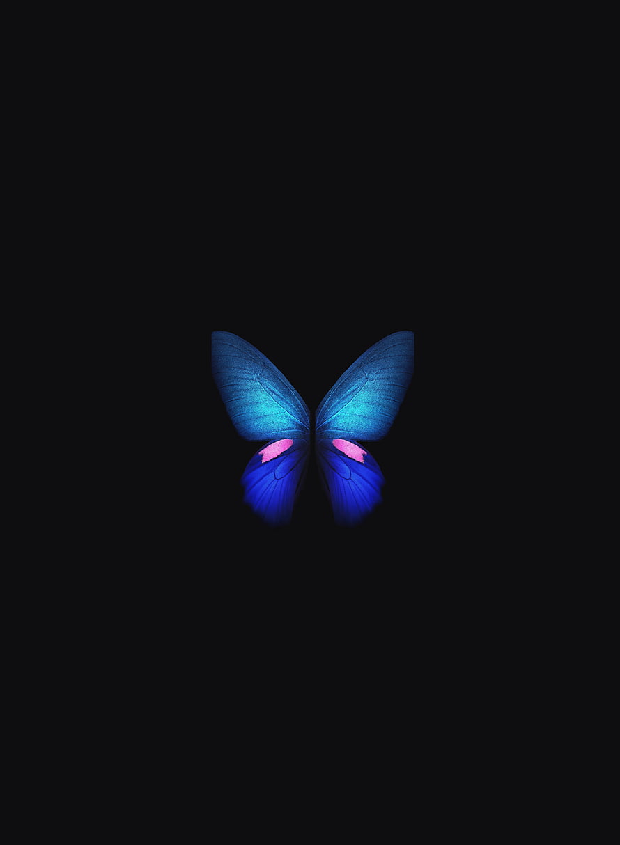 Glowing Blue Morpho Butterfly with Pink Accents on Black Background HD phone wallpaper