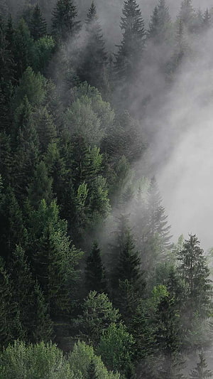 Misty Evergreen Forest Canopy with Dense Fog and Dark Green Pine Trees HD phone wallpaper