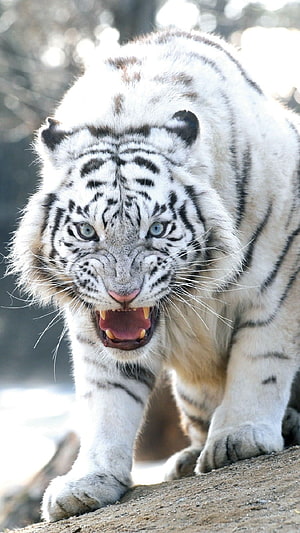 Fierce White Tiger Roaring With Blue Eyes And Open Mouth HD phone wallpaper