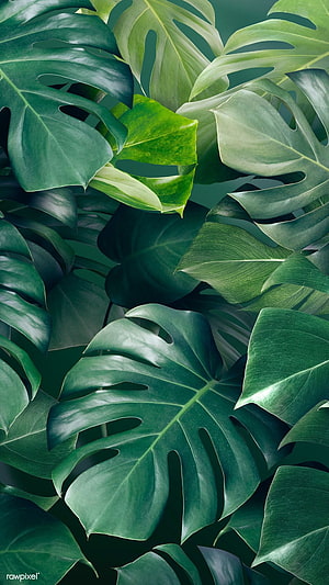 Lush Monstera Leaves Tropical Green Plant Background HD phone wallpaper