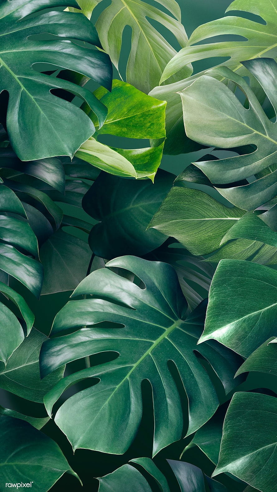 Lush Monstera Leaves Tropical Green Plant Background HD phone wallpaper