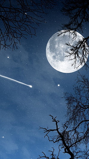 Full Moon and Shooting Star Night Sky with Silhouetted Tree Branches HD phone wallpaper