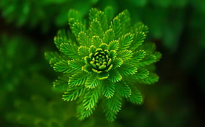 Vibrant Green Fern Frond Macro Photography with Intricate Leaflet Details HD wallpaper
