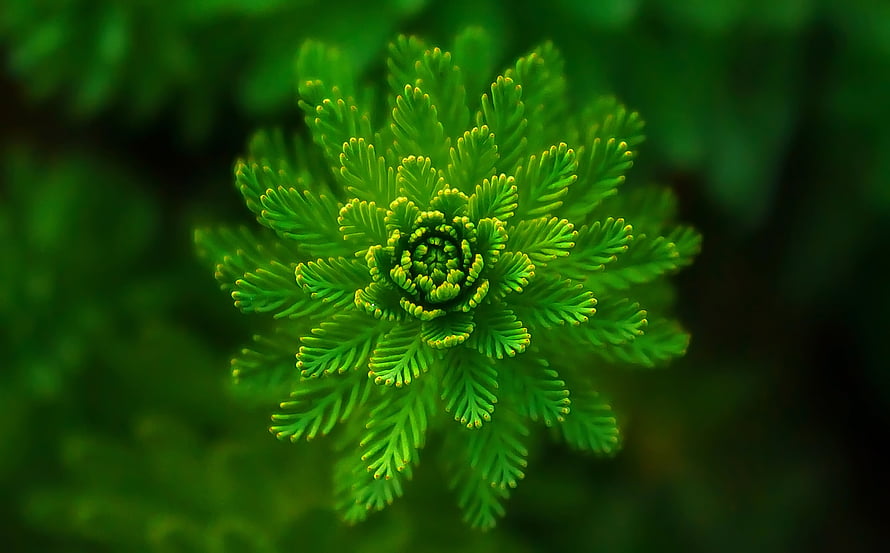 Vibrant Green Fern Frond Macro Photography with Intricate Leaflet Details HD wallpaper
