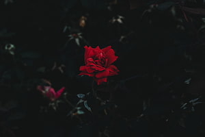 Vibrant red rose in full bloom against a deep dark background with moody low-key lighting HD wallpaper