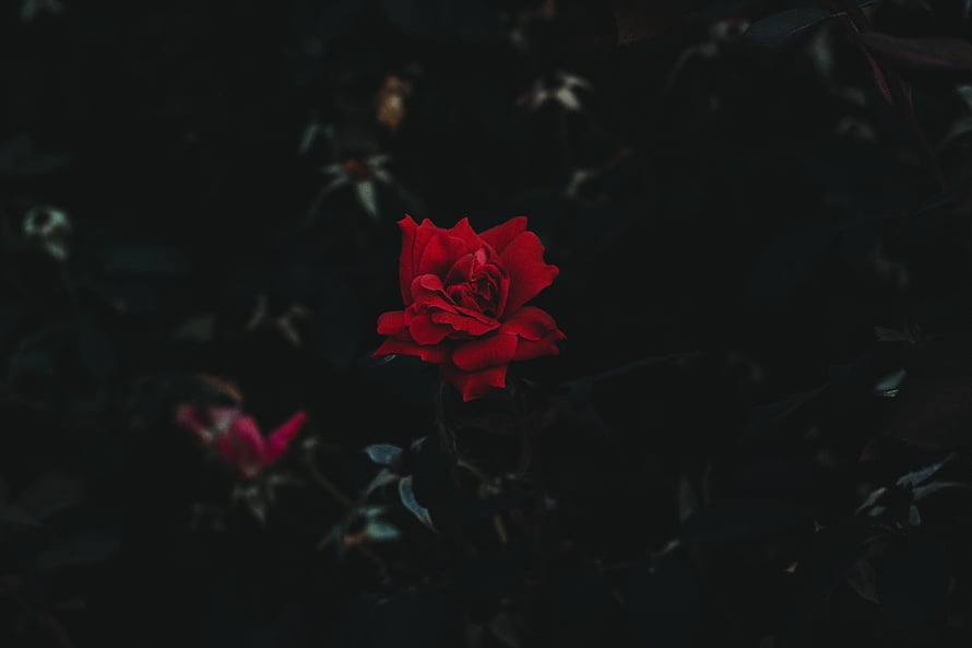 Vibrant red rose in full bloom against a deep dark background with moody low-key lighting HD wallpaper