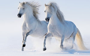 Two white horses galloping through a snowy winter landscape with flowing manes HD wallpaper