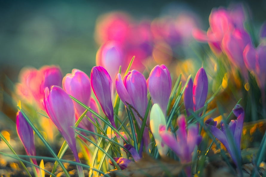 Vibrant Purple Crocus Flowers Blooming in Spring Sunlight HD wallpaper