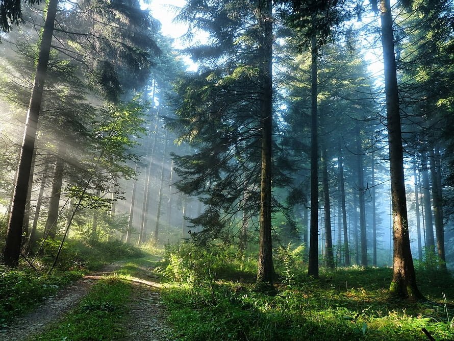 Sunbeams streaming through tall pine trees in a misty green forest with a winding dirt path HD wallpaper