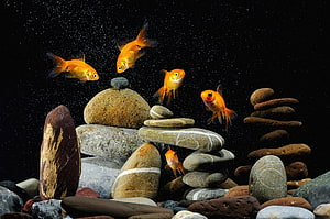 Golden Oranda Goldfish Swimming Above Stacked River Stones in a Dark Aquarium HD wallpaper