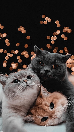 Three Fluffy Kittens Snuggling Together Against a Dark Bokeh Background HD phone wallpaper