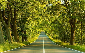 Serene Country Road Through Lush Green Forest Tunnel With Sunlight HD wallpaper
