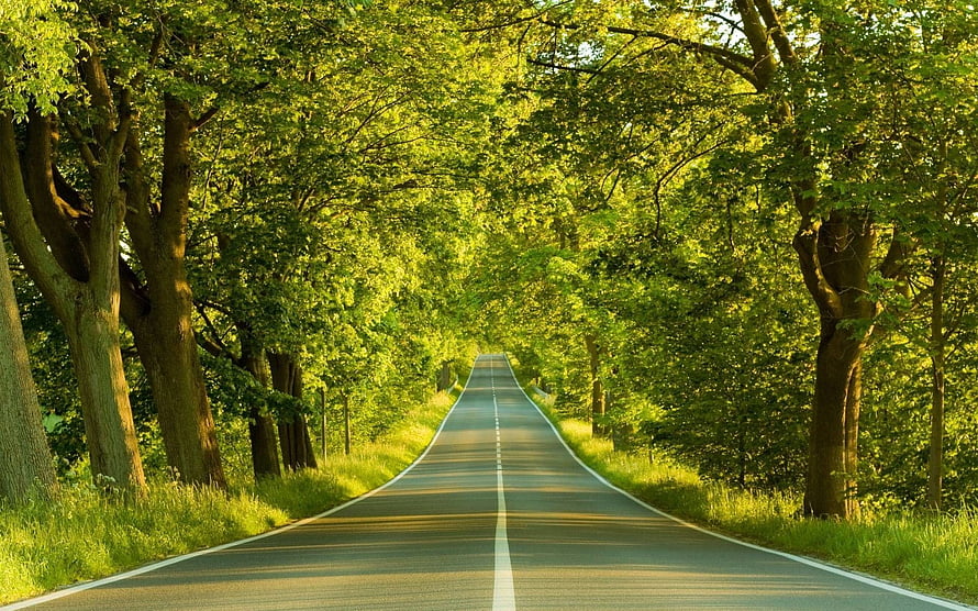 Serene Country Road Through Lush Green Forest Tunnel With Sunlight HD wallpaper